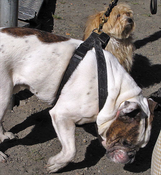 Hund.