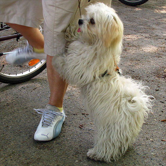 Hund.