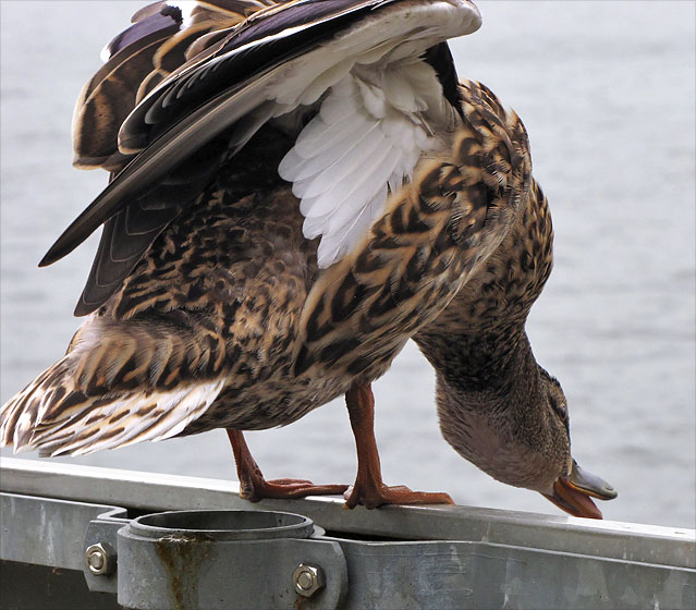 Ente.