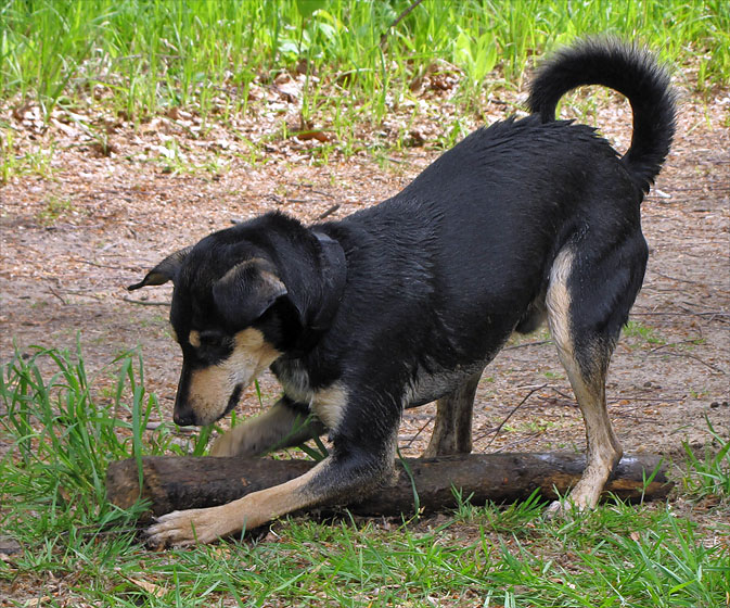 Hund.