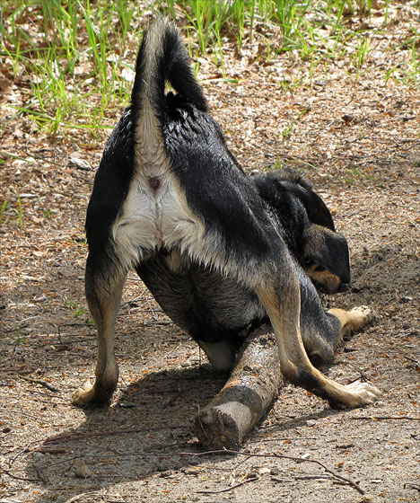 Hund.