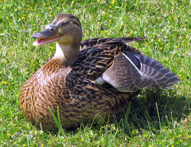 Ente sonnt sich.