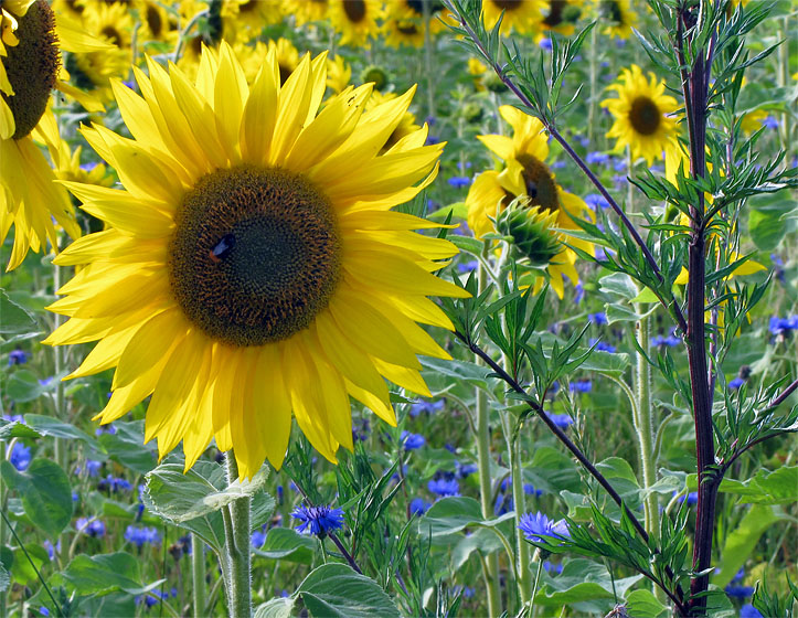 Sonnenblumenfeld nahe Belzig.