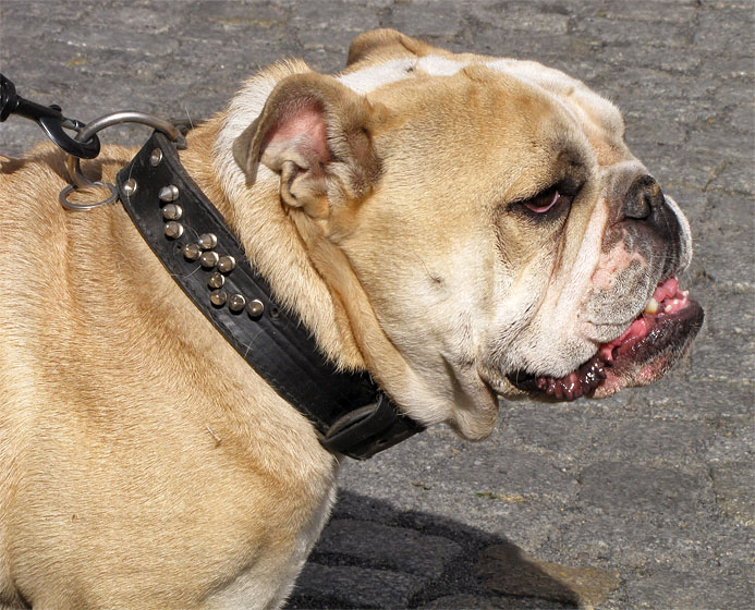 Hund.