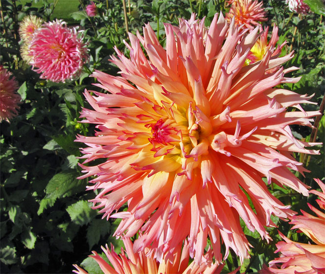 Dahlienbl&uuml;te