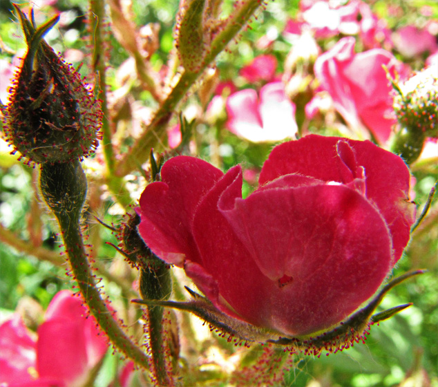 Wildrosenbl&uuml;te
