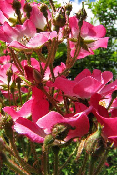 Wildrosenbl&uuml;te