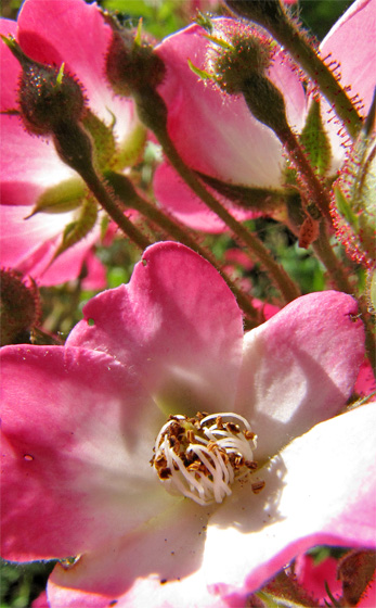 Wildrosenbl&uuml;te