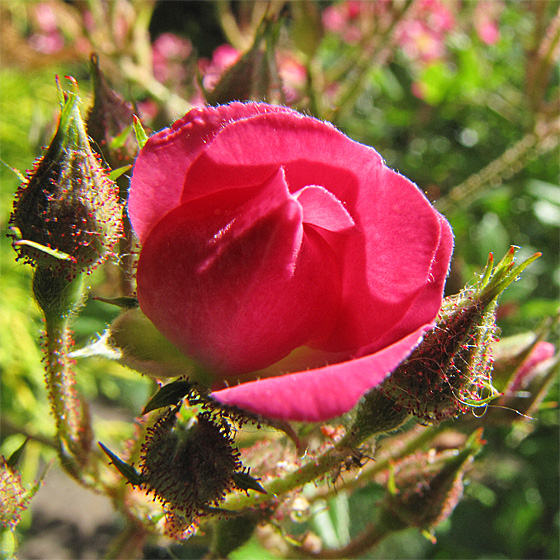 Wildrosenbl&uuml;te