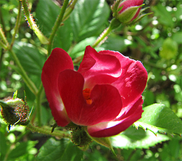 Wildrosenbl&uuml;te