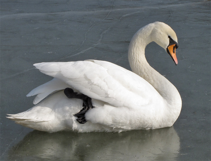 Schwan auf vereistem Teich