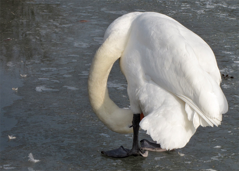 Schwan auf vereistem Teich