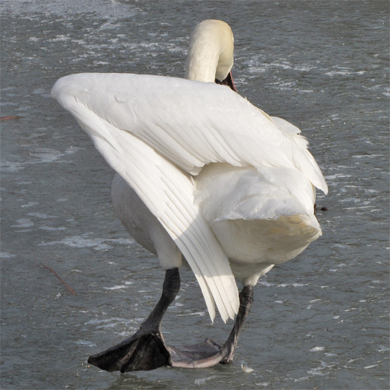Schwan auf vereistem Teich