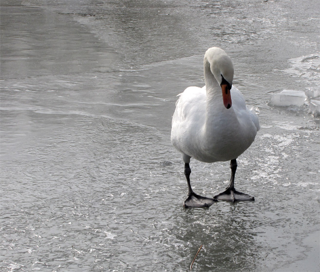 Schwan auf vereistem Teich