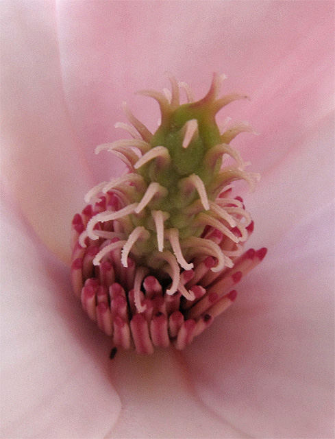 Staubgef&auml;&szlig;e der Magnolie (Tulpenmagnolie)