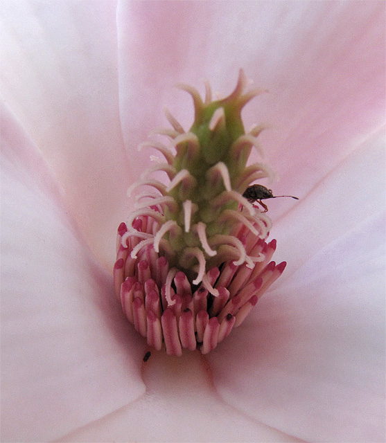 Staubgef&auml;&szlig;e der Magnolie (Tulpenmagnolie)