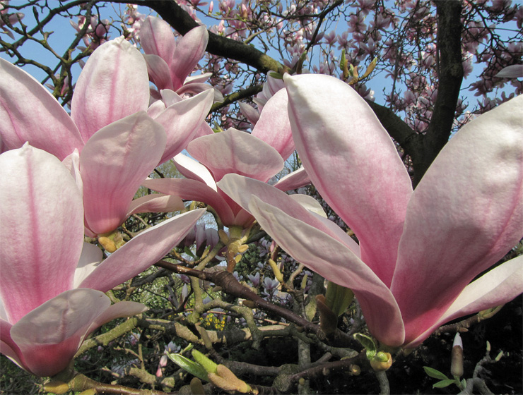 Bl&uuml;ten der Magnolie (Tulpenmagnolie)