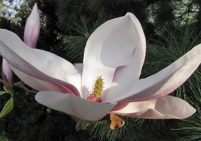 Bl&uuml;te der Magnolie (Tulpenmagnolie)