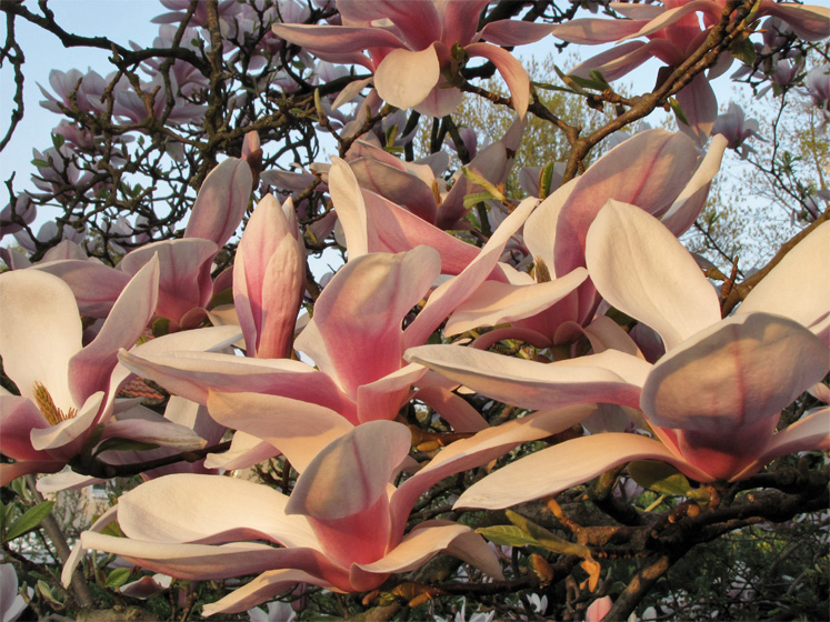 Bl&uuml;ten der Magnolie (Tulpenmagnolie) in der Abendsonne