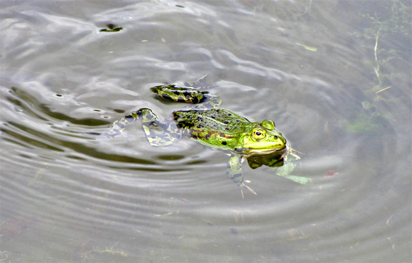 Im Teich schwimmender Wasserfrosch. Schl&auml;gt Wellen.