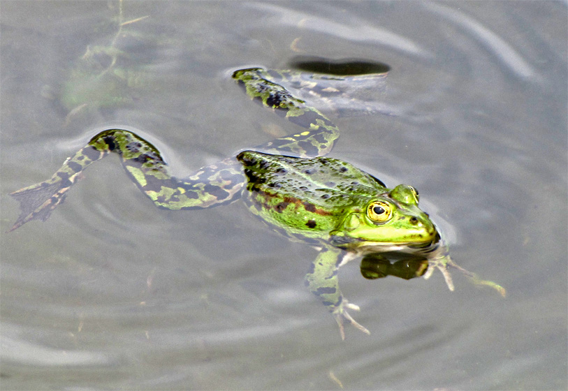Wasserfrosch