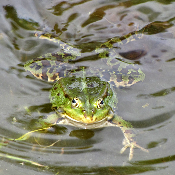 Im Teich schwimmender Wasserfrosch. Schl&auml;gt Wellen.