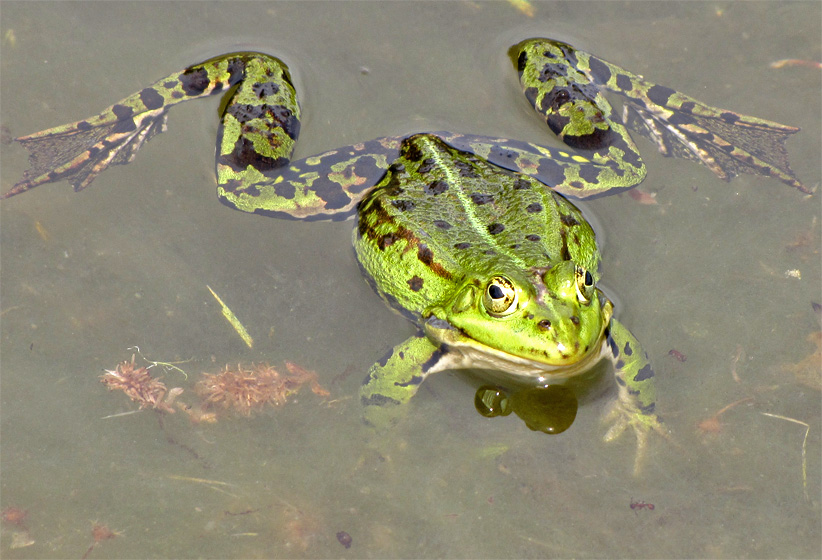 Wasserfrosch im Teich