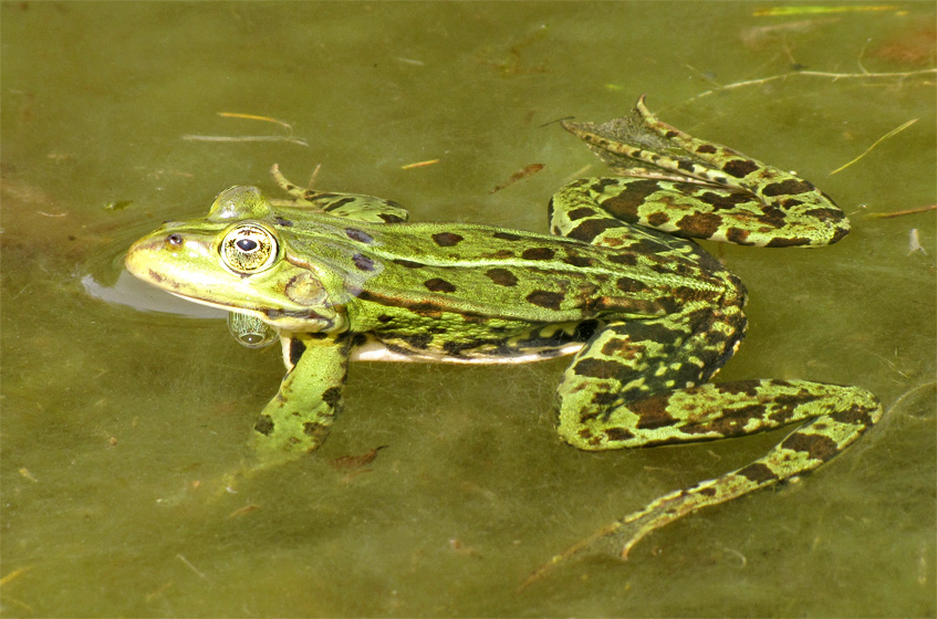 Wasserfrosch