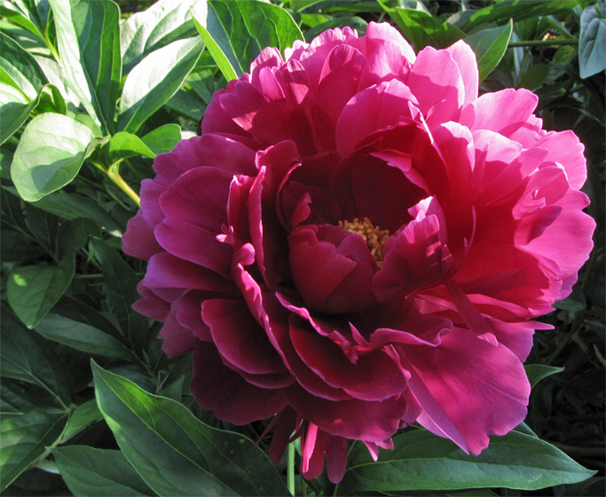 Pfingstrosenbl&uuml;te