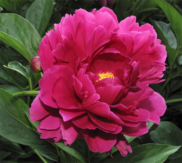 Pfingstrosenbl&uuml;te