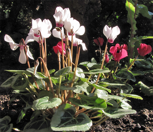 Alpenveilchen (Cyclamen Canto)