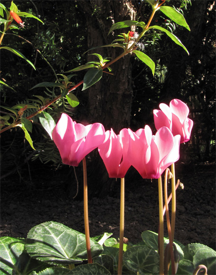 Alpenveilchen (Cyclamen Canto)