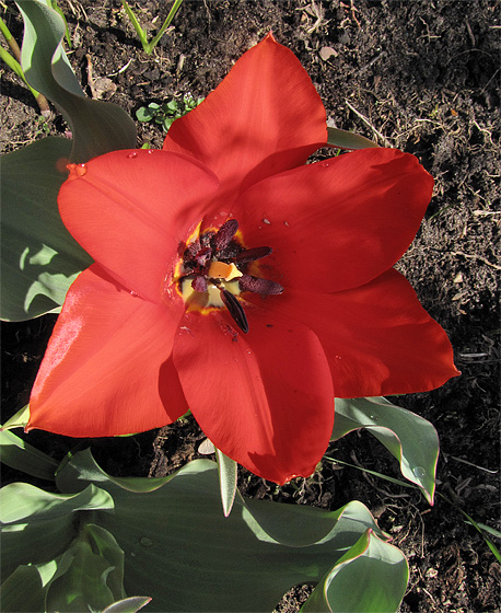 Tulpenbl&uuml;te