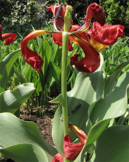 Tulpe, verbl&uuml;ht