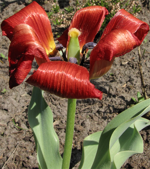 Tulpe, verbl&uuml;ht