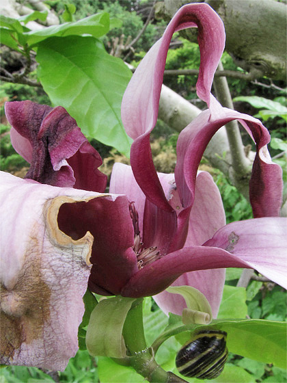 Magnolienbl&uuml;te, angenagt (Schneckenfra&szlig;)