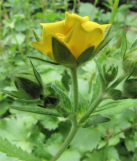 Kleine rose, gelbe Bl&uuml;te