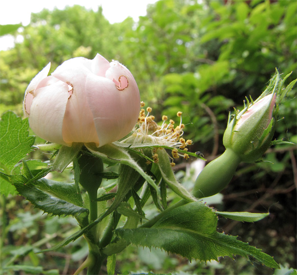 Wildrosenbl�te, angenagt