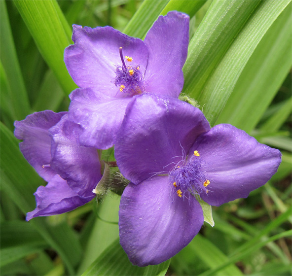 Bl&uuml;te der Dreimasterblume