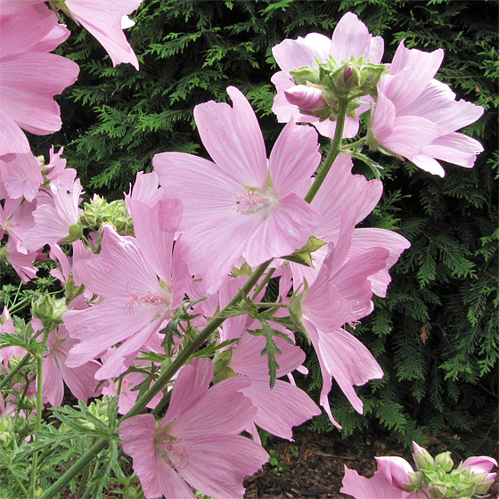 Eibisch, Bl&uuml;te