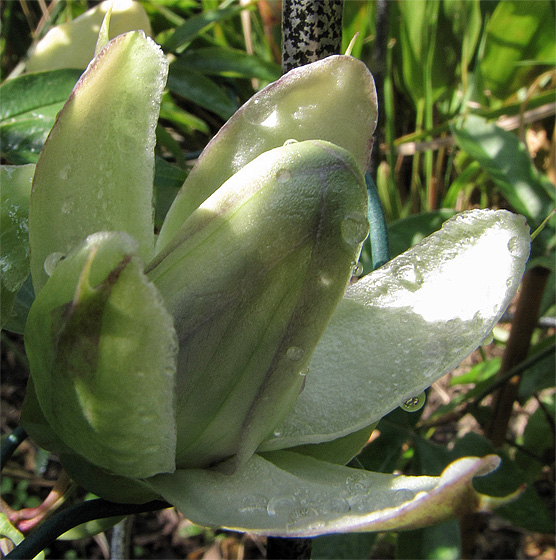 Knospe der Passionsblume (Passiflora)