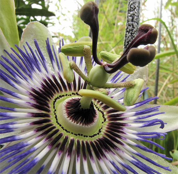 Bl&uuml;te der Passionsblume (Passiflora)