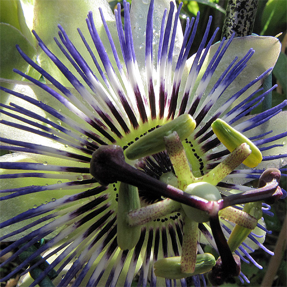 Bl&uuml;te der Passionsblume (Passiflora)
