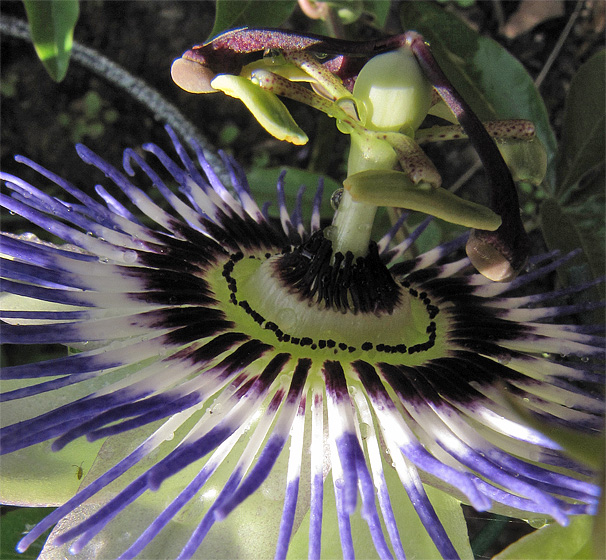 Bl&uuml;te der Passionsblume (Passiflora)