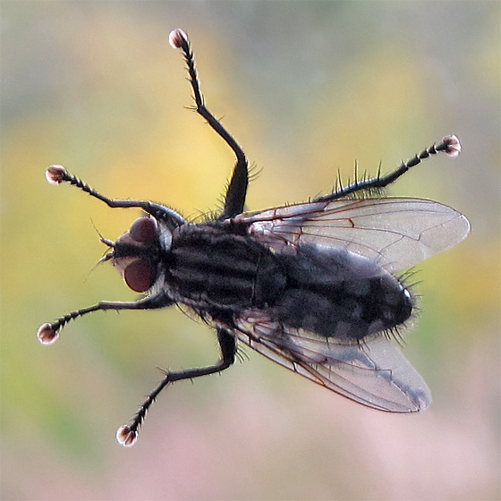 Bremse(Fliege).