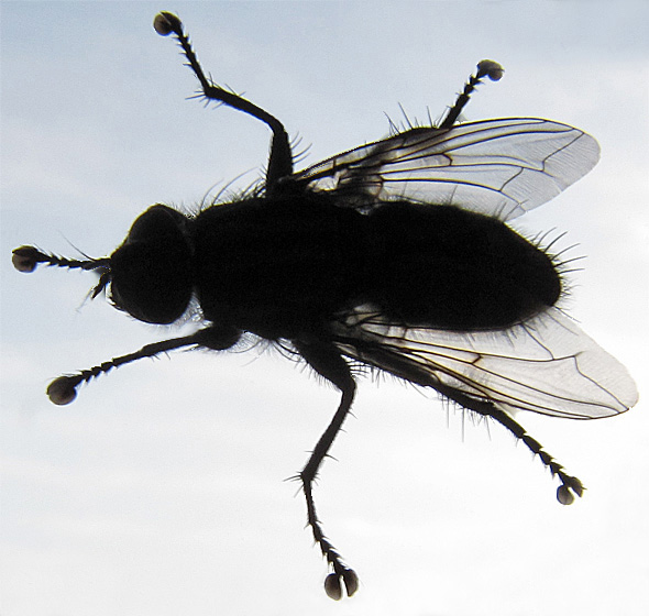Bremse(Fliege).
