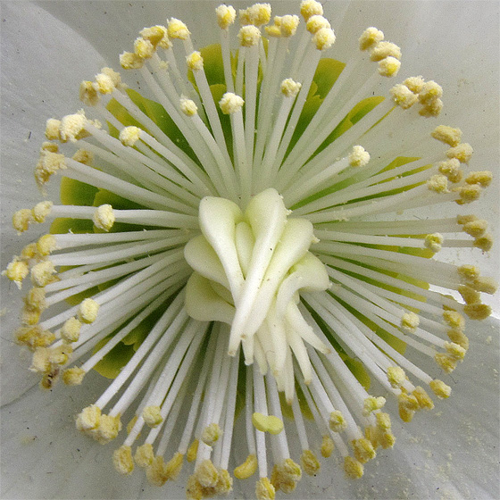 Christrose, Staubgef&auml;&szlig;e