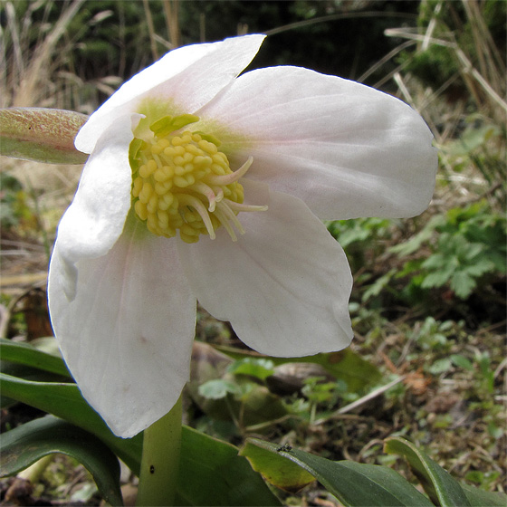 Christrose, Bl&uuml;te