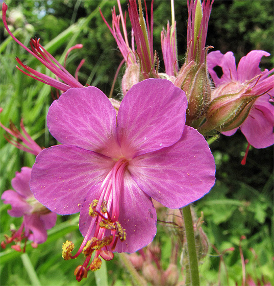 Unbekannte Blume