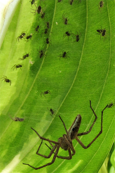 Spinnennest auf einer Hosta: Spinne(Listspinne?) bewacht ihren Nachwuchs.